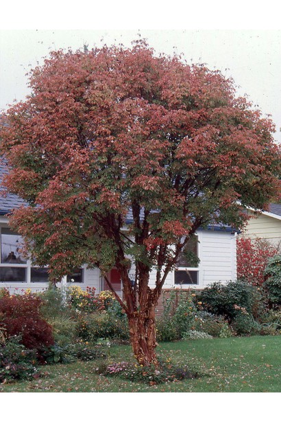 Осіннє забарвлення клену сірого з червоними та оранжевими відтінками